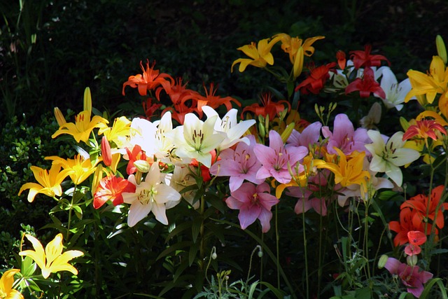Free Summer Flowers Summer photo and picture