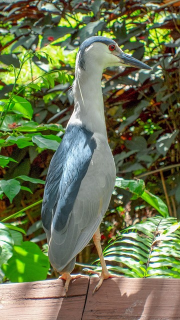 Free Nature Bird photo and picture
