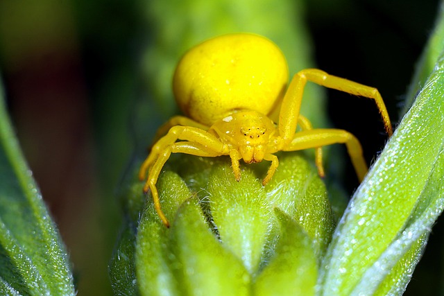 Spin, Bloemenbed, Insect, Macro