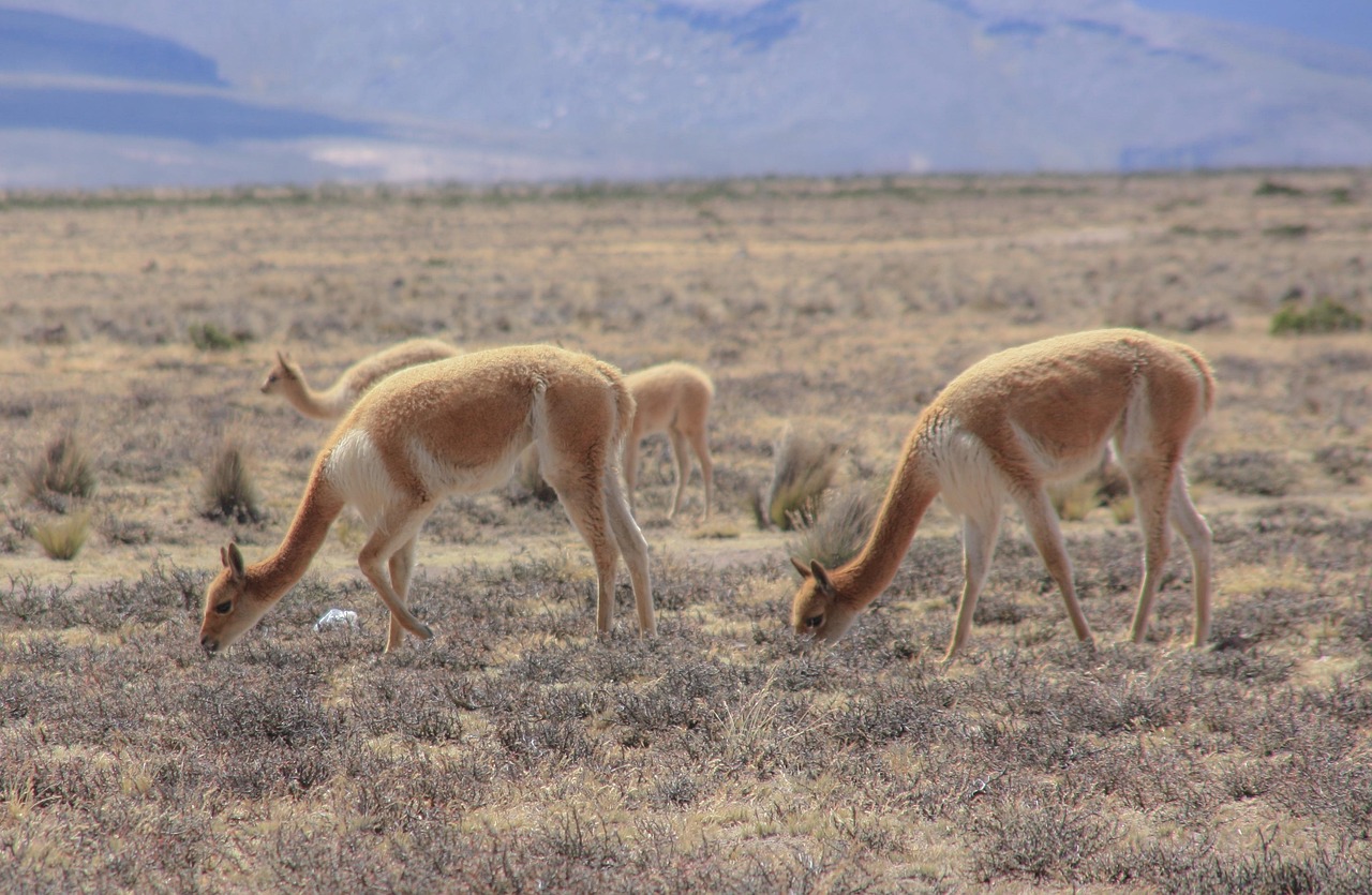 Vikjunja - free online jigsaw puzzle photo