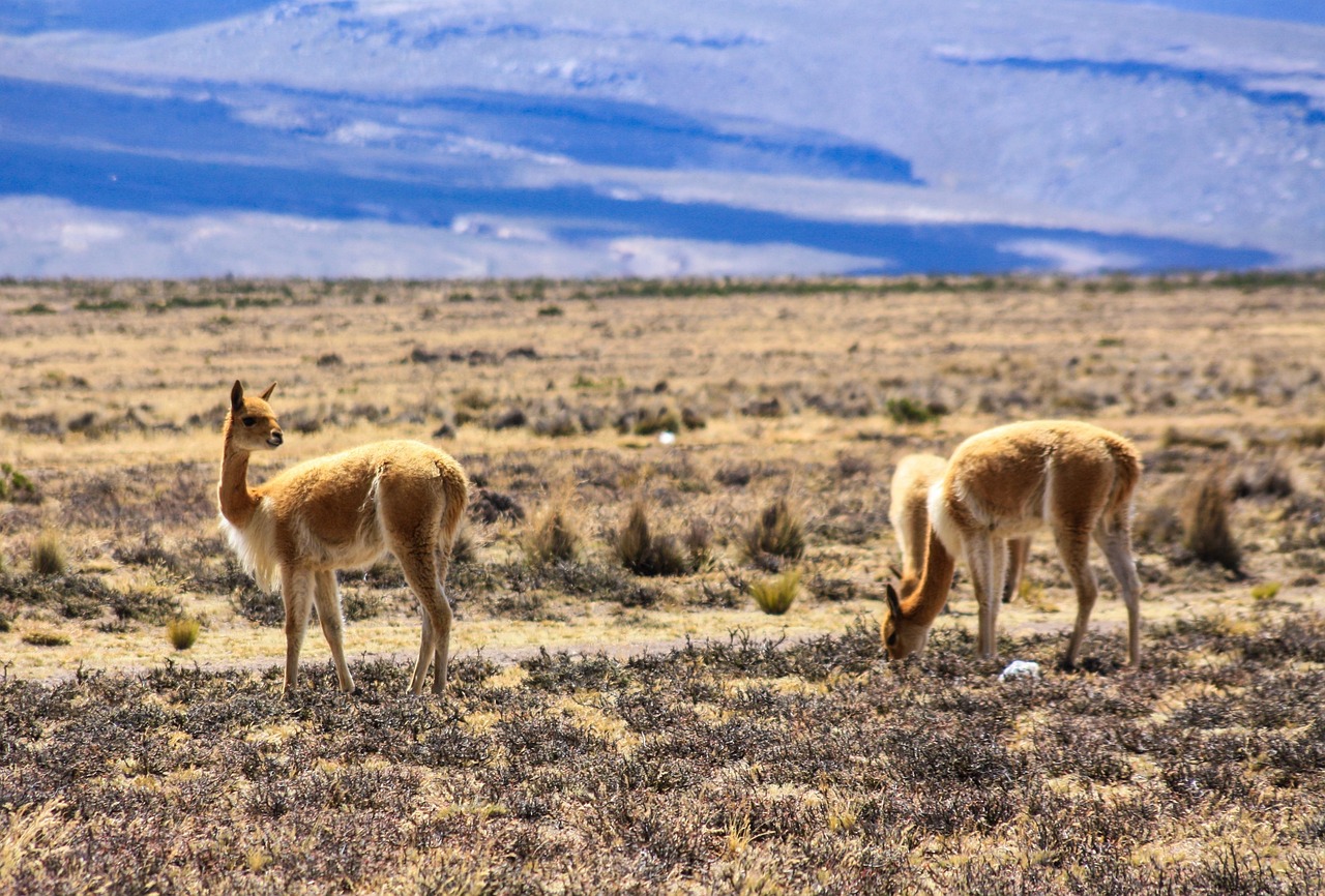 Vikjunja - free online jigsaw puzzle photo