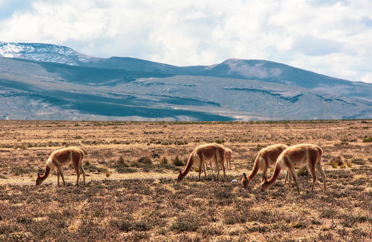 Vikjunja - free online jigsaw puzzle photo