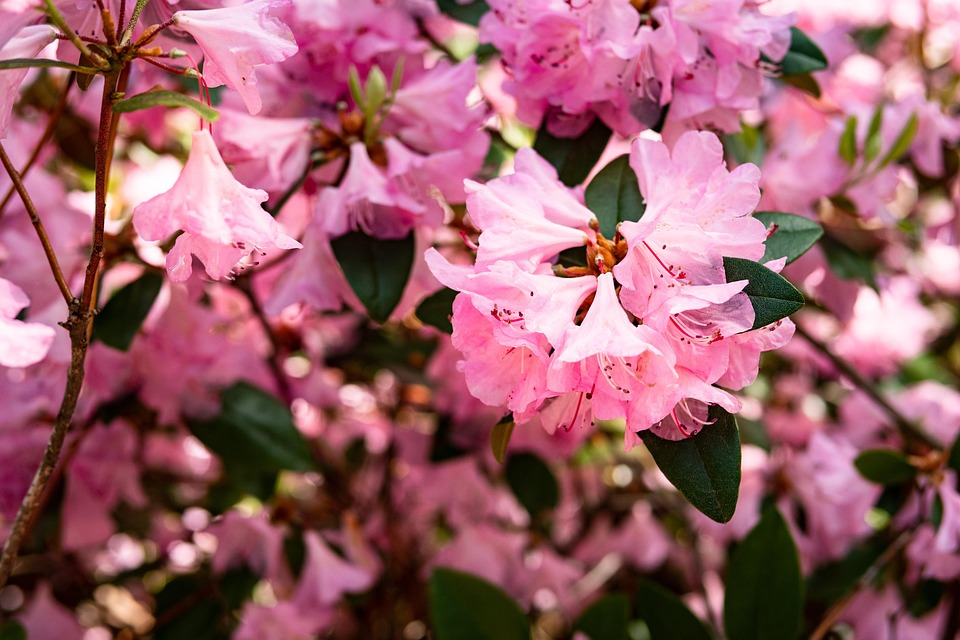Azalea Flor Jardín - Foto gratis en Pixabay - Pixabay