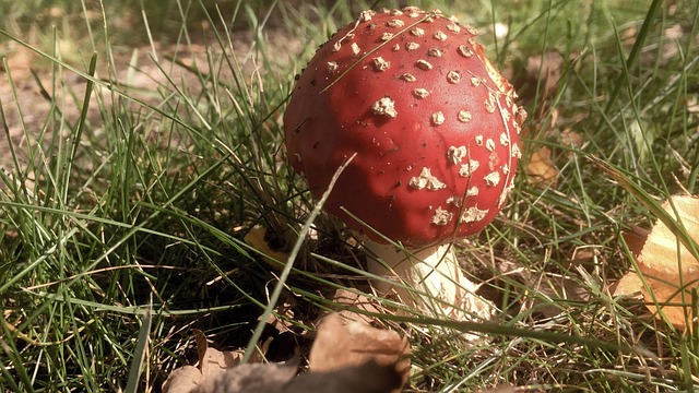 Seta Venenosa, Rojo, Champiñón, Hongo