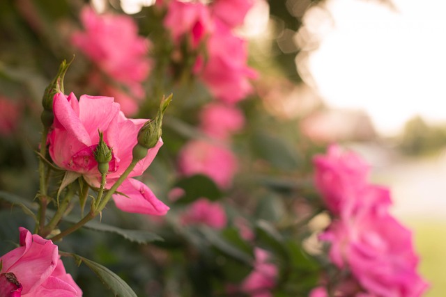 Rosen, Natur, Pflanzen, Außerhalb, Rose