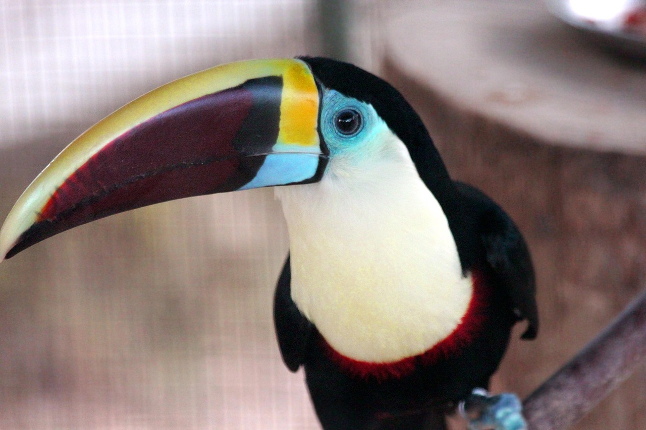 オオハシ 鳥 黒オオハシ Ramphastos Pixabayの無料写真