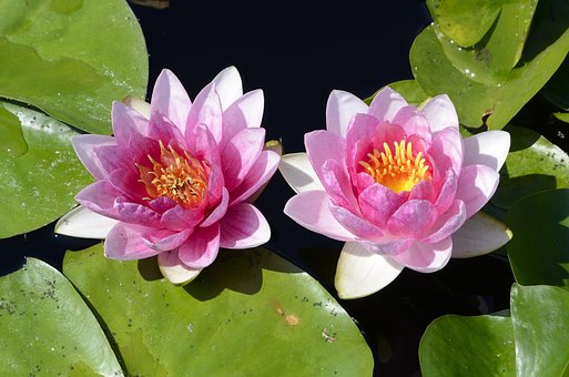 Lelies, Vijver, Bloem Behang