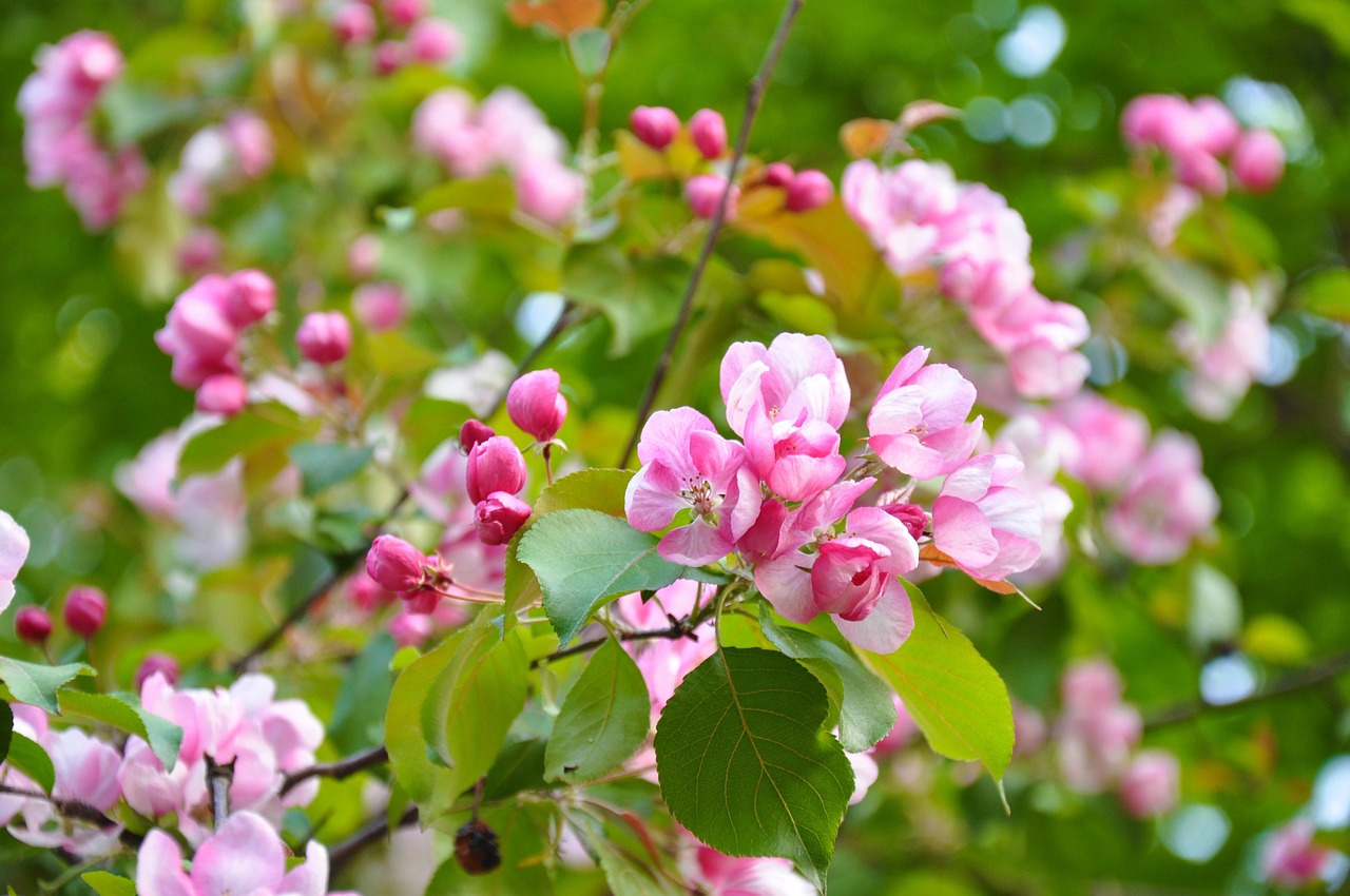 Spring Bloom Flowers Blooming Free photo on Pixabay Pixabay