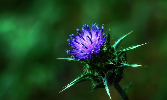 Free Flower Thorns photo and picture