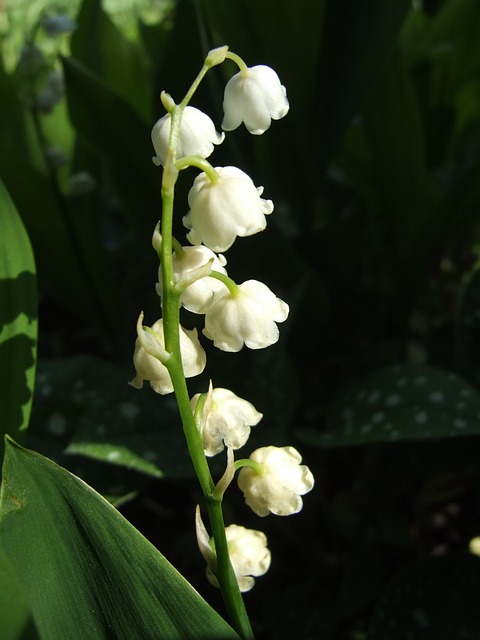 Free Flowers Lilies Of The Valley photo and picture