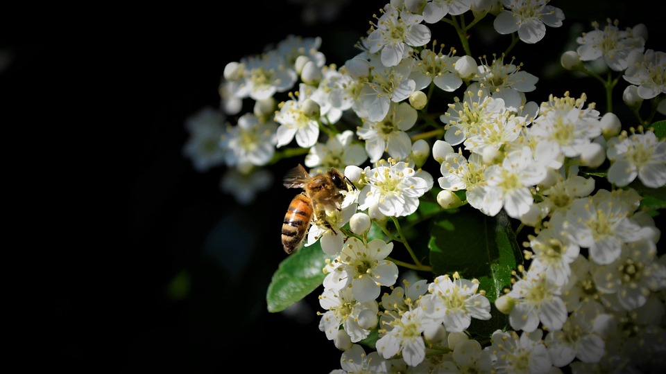 Bees Nice Bee - Free photo on Pixabay - Pixabay