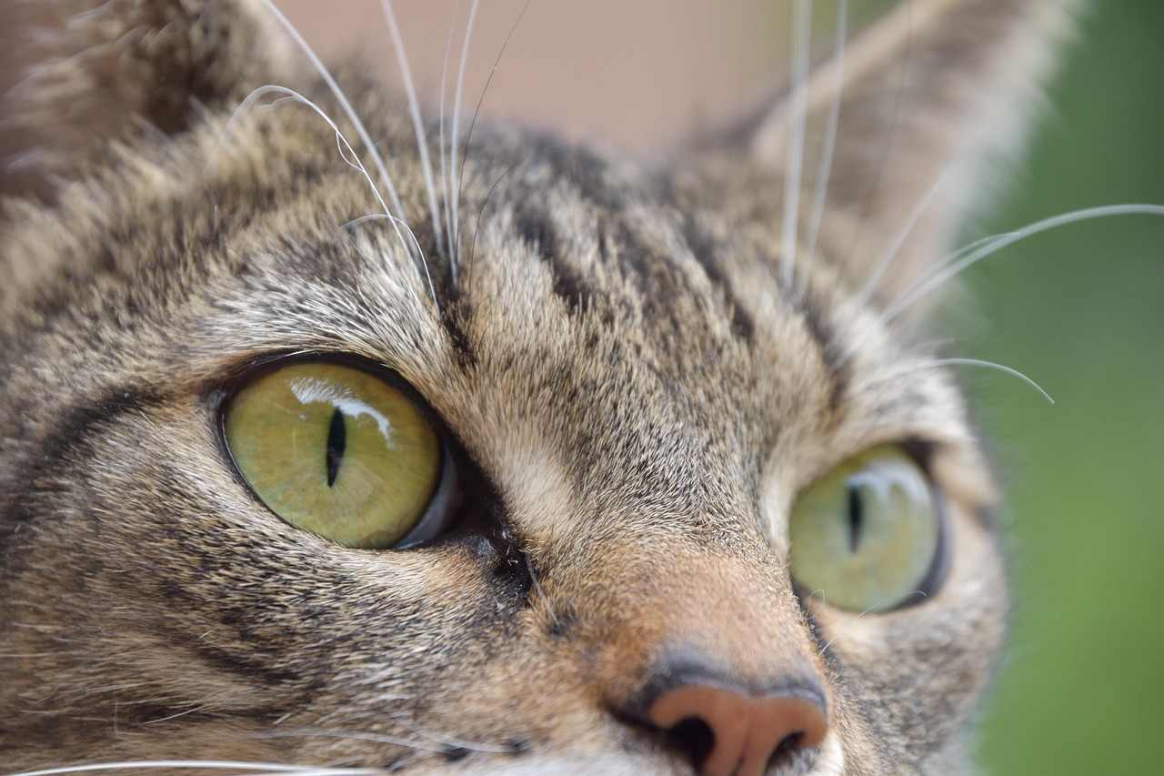 Cat Domesticated Look Free photo on Pixabay Pixabay