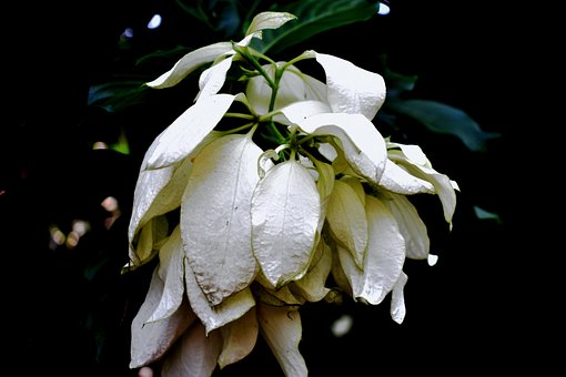 Weiß, Blume, White Flower, Nacht