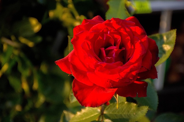 Free Flowers Roses photo and picture