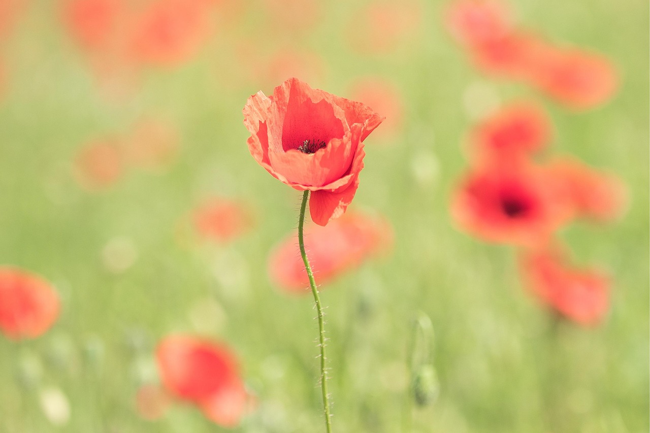 Poppy Inages Poppy Flower Spring - Free photo on Pixabay