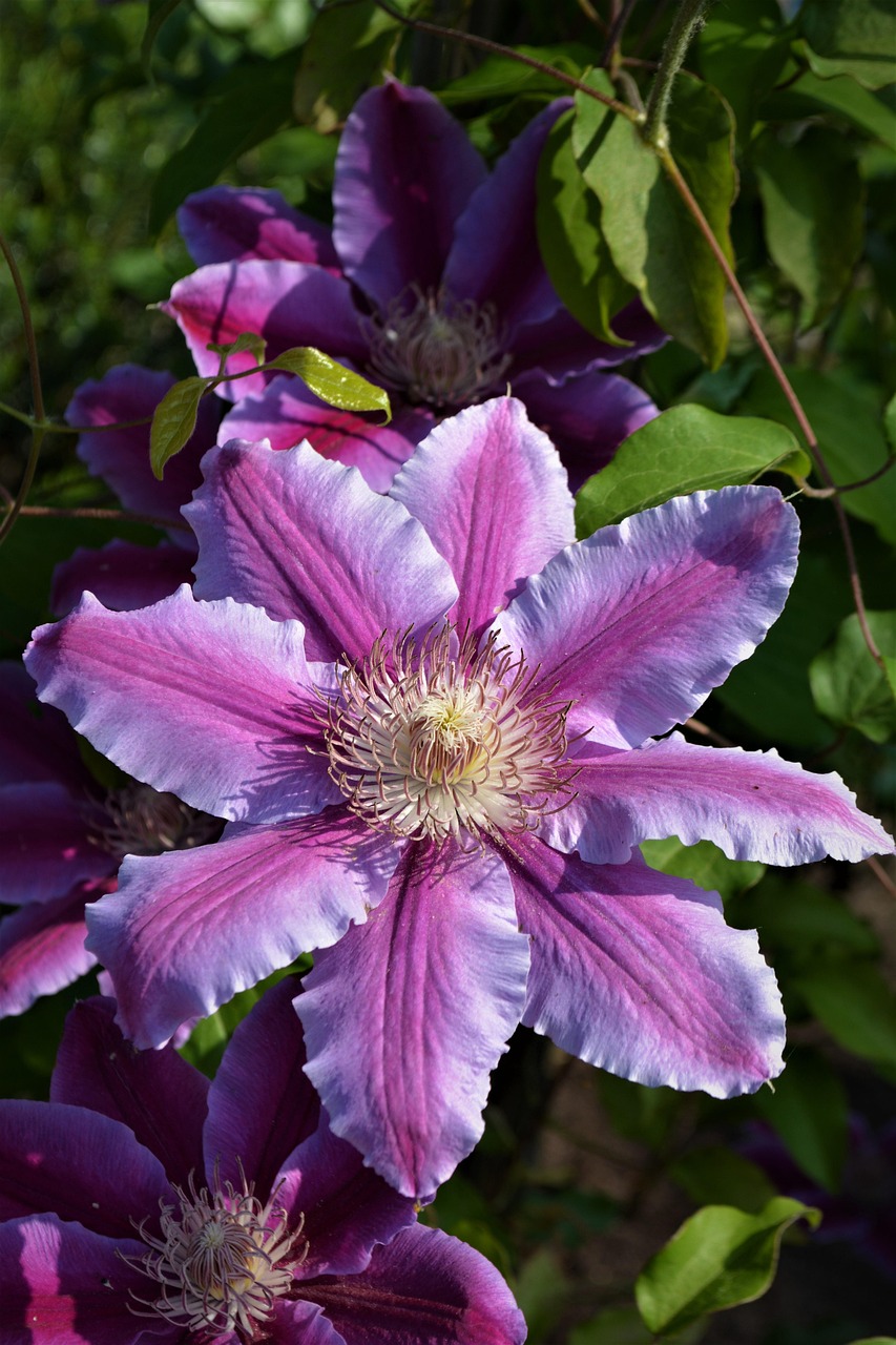 Flower Blossom Bloom Free photo on Pixabay Pixabay