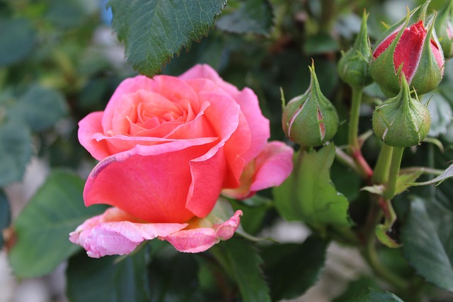 Free Flower Blossom photo and picture