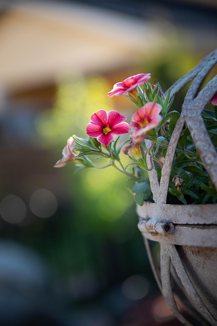 Free Flower Ampoule photo and picture