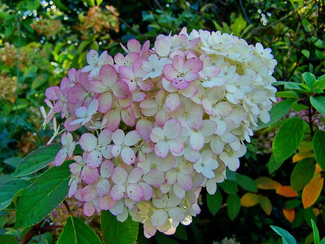 Download free HD stock image of Hydrangea Pale Pink Free Hydrangea Pale Pink photo and picture
