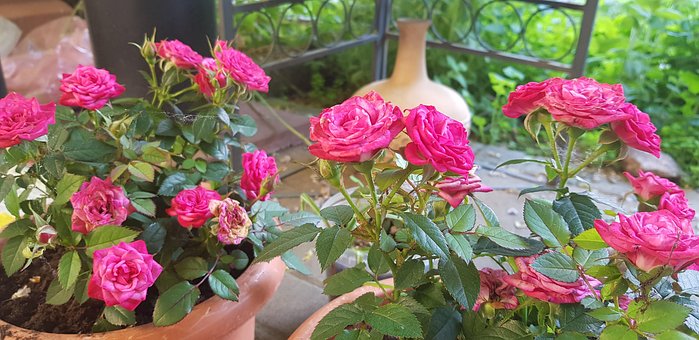 Blume, Rose, Pflanze, Garten, Blomster