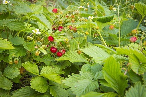 Jordbær, Frukt, Strawberry, Blomstre