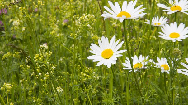Tusenfryd, Sommer, Natur, Eng