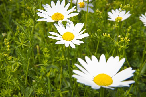 Tusenfryd, Sommer, Blomst, Blomster
