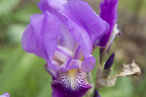 Iris, Blomstre, Hager, Lilla, Blomst
