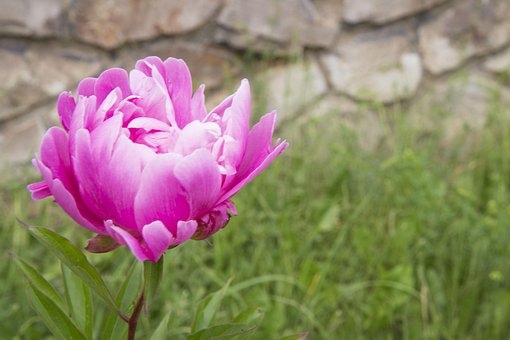 Pion, Sommer, Blomst, Hager