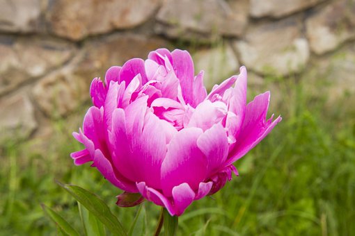 Pion, Peoner, Sommer, Hager, Blomst
