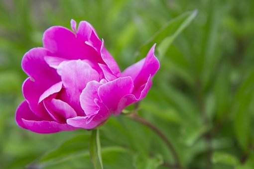 Pion, Blomst, Sommer, Blomstre, Hager