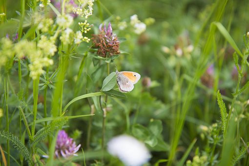 Sommerfugl, Eng, Sommer