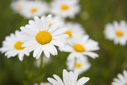 Tusenfryd, Eng, Sommer, Blomst