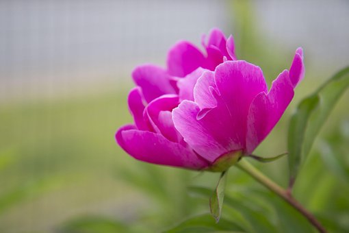 Pion, Sommer, Blomstre, Blomst