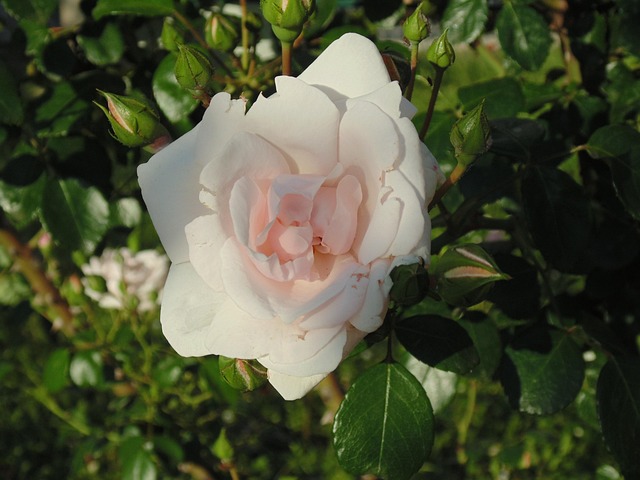Free Rose White photo and picture