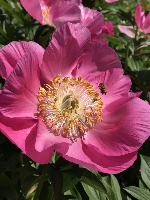 Free Peony Bee photo and picture