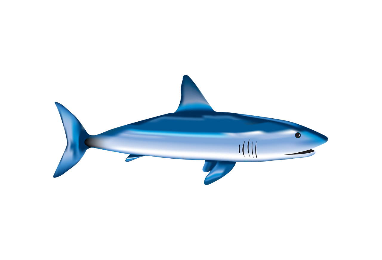 魚 サメ 海 Pixabayの無料画像