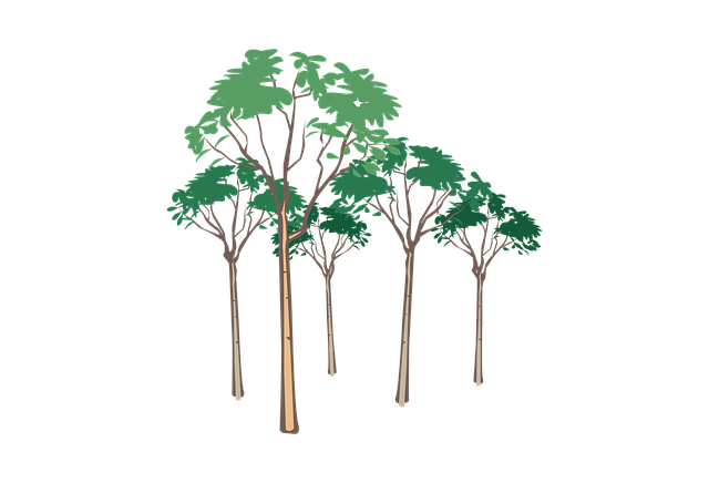 Natureza, Árvore, Floresta, Verde
