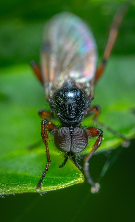 Insect Macro Leaflet - Free photo on Pixabay