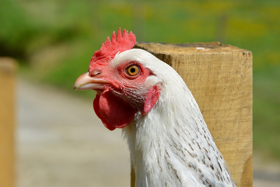 Gallina Blanca Sussex, Gallina Ponedora, Bajo Corta