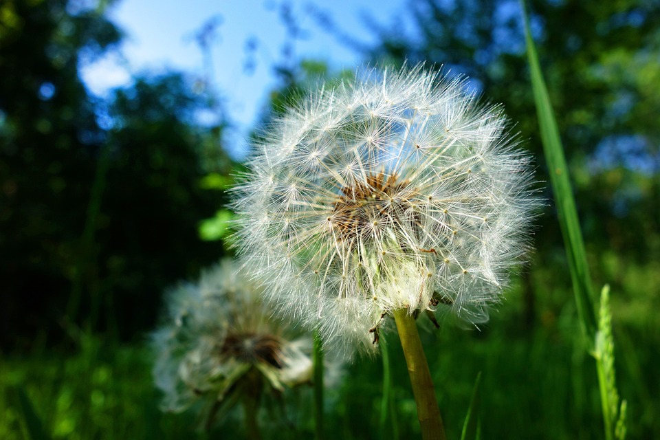 dandelion plant seed head free photo on pixabay