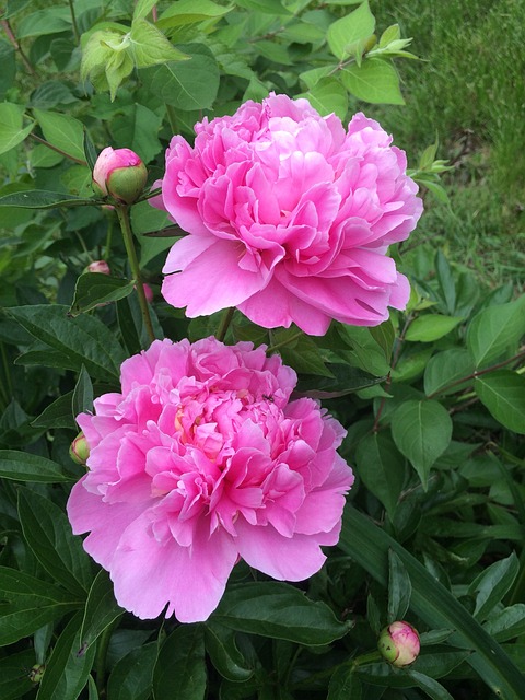 Free Flower Flora photo and picture