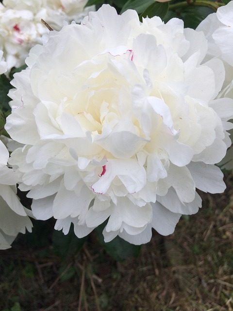 Free Flower Nature photo and picture