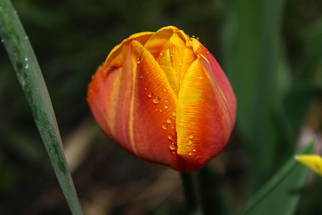 Tulipan, Blomst Baggrund, Dråber, Orange