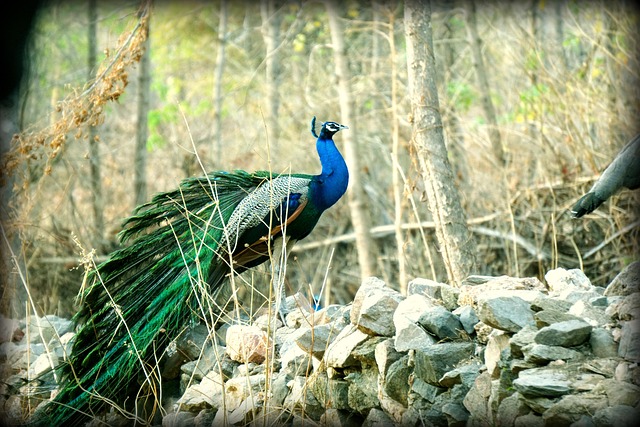 Free Peacock Indian photo and picture