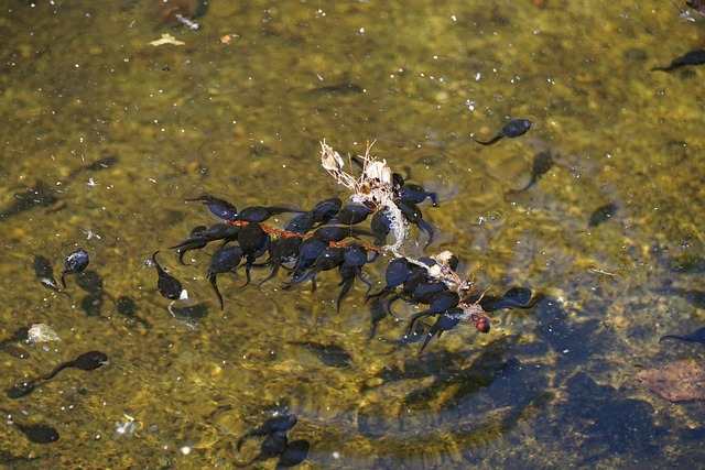 Free Tadpoles Lake photo and picture