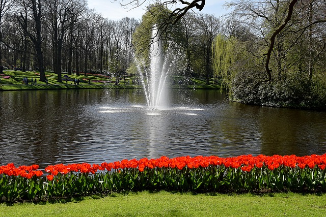 Free Holland Tulips photo and picture