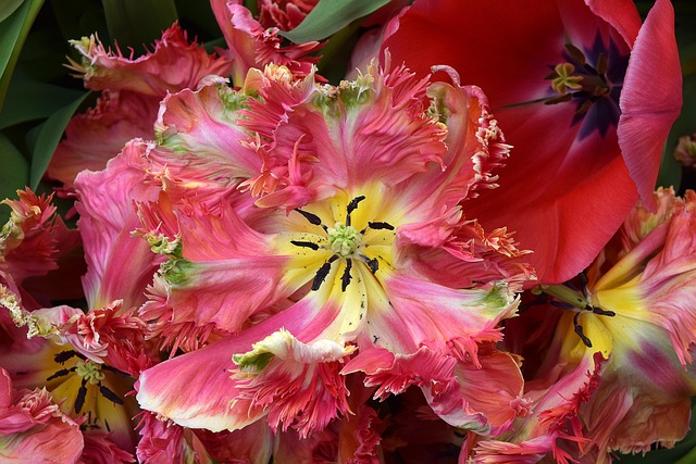 Free Parrot Tulip Tulip photo and picture