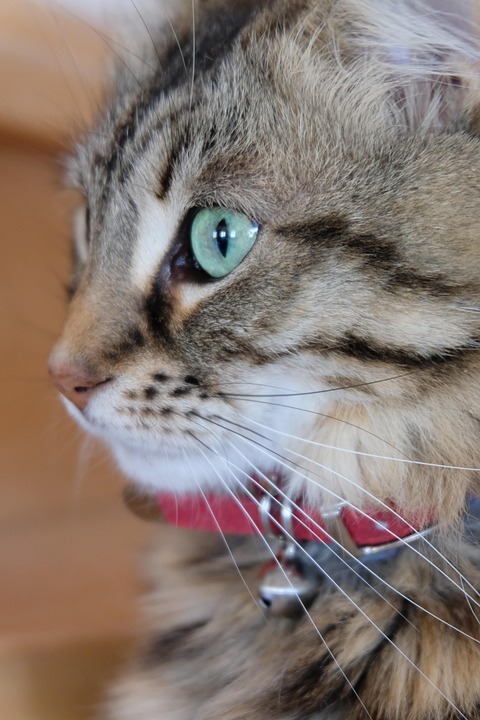 😻 cat eye pictorial 😻 so here it is.. cat eye... Cat Eye Feline - Free photo on Pixabay - Pixabay