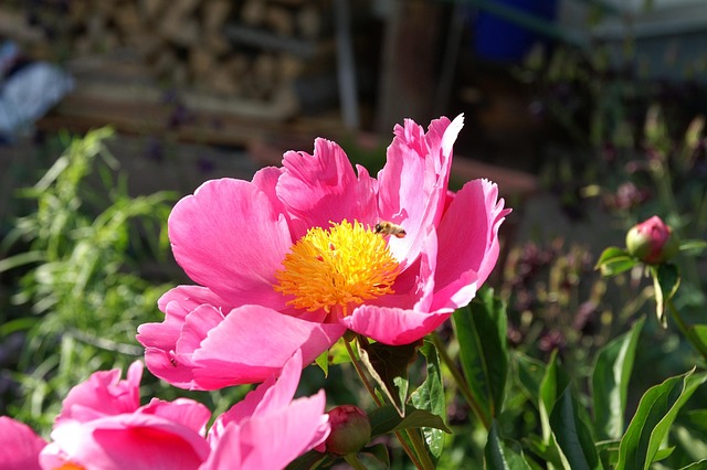 Free Peony Bee photo and picture